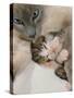 Domestic Cat, Stray Siamese Female with Single Kitten-Jane Burton-Stretched Canvas