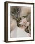 Domestic Cat, Stray Siamese Female with Single Kitten-Jane Burton-Framed Photographic Print