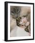 Domestic Cat, Stray Siamese Female with Single Kitten-Jane Burton-Framed Photographic Print