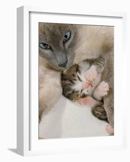 Domestic Cat, Stray Siamese Female with Single Kitten-Jane Burton-Framed Photographic Print