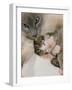 Domestic Cat, Stray Siamese Female with Single Kitten-Jane Burton-Framed Photographic Print