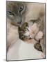 Domestic Cat, Stray Siamese Female with Single Kitten-Jane Burton-Mounted Photographic Print