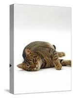 Domestic Cat, Striped Tabby Male Lying on Side-Jane Burton-Stretched Canvas
