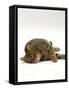 Domestic Cat, Striped Tabby Male Lying on Side-Jane Burton-Framed Stretched Canvas