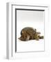 Domestic Cat, Striped Tabby Male Lying on Side-Jane Burton-Framed Premium Photographic Print