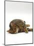 Domestic Cat, Striped Tabby Male Lying on Side-Jane Burton-Mounted Premium Photographic Print