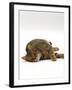 Domestic Cat, Striped Tabby Male Lying on Side-Jane Burton-Framed Photographic Print