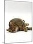 Domestic Cat, Striped Tabby Male Lying on Side-Jane Burton-Mounted Photographic Print