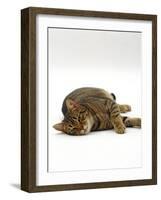 Domestic Cat, Striped Tabby Male Lying on Side-Jane Burton-Framed Photographic Print