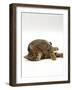 Domestic Cat, Striped Tabby Male Lying on Side-Jane Burton-Framed Photographic Print