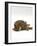 Domestic Cat, Striped Tabby Male Lying on Side-Jane Burton-Framed Photographic Print