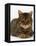 Domestic Cat, Striped Tabby Male-Jane Burton-Framed Stretched Canvas