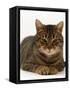 Domestic Cat, Striped Tabby Male-Jane Burton-Framed Stretched Canvas