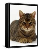 Domestic Cat, Striped Tabby Male-Jane Burton-Framed Stretched Canvas