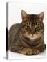 Domestic Cat, Striped Tabby Male-Jane Burton-Stretched Canvas