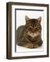 Domestic Cat, Striped Tabby Male-Jane Burton-Framed Premium Photographic Print