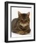 Domestic Cat, Striped Tabby Male-Jane Burton-Framed Premium Photographic Print