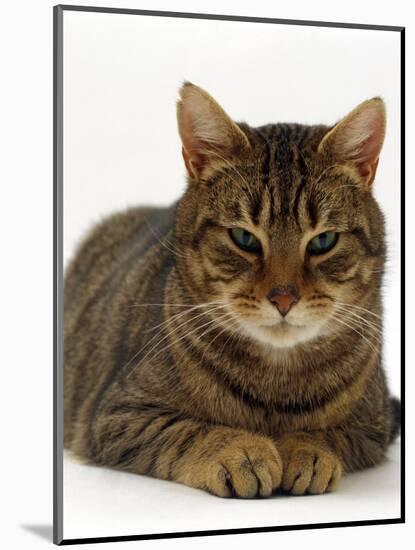 Domestic Cat, Striped Tabby Male-Jane Burton-Mounted Premium Photographic Print