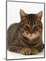 Domestic Cat, Striped Tabby Male-Jane Burton-Mounted Premium Photographic Print