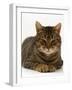 Domestic Cat, Striped Tabby Male-Jane Burton-Framed Photographic Print