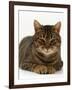 Domestic Cat, Striped Tabby Male-Jane Burton-Framed Photographic Print