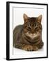 Domestic Cat, Striped Tabby Male-Jane Burton-Framed Photographic Print