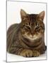 Domestic Cat, Striped Tabby Male-Jane Burton-Mounted Photographic Print