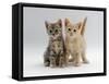 Domestic Cat, Tabby and Cream Kittens-Jane Burton-Framed Stretched Canvas