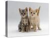 Domestic Cat, Tabby and Cream Kittens-Jane Burton-Stretched Canvas