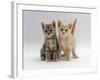 Domestic Cat, Tabby and Cream Kittens-Jane Burton-Framed Photographic Print