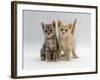 Domestic Cat, Tabby and Cream Kittens-Jane Burton-Framed Photographic Print