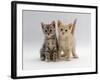 Domestic Cat, Tabby and Cream Kittens-Jane Burton-Framed Photographic Print