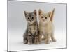 Domestic Cat, Tabby and Cream Kittens-Jane Burton-Mounted Photographic Print