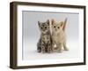 Domestic Cat, Tabby and Cream Kittens-Jane Burton-Framed Photographic Print