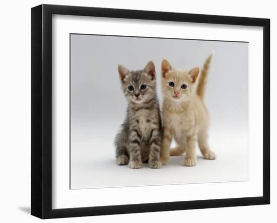 Domestic Cat, Tabby and Cream Kittens-Jane Burton-Framed Photographic Print