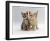 Domestic Cat, Tabby and Cream Kittens-Jane Burton-Framed Photographic Print