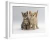 Domestic Cat, Tabby and Cream Kittens-Jane Burton-Framed Photographic Print