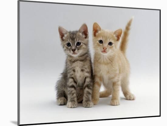 Domestic Cat, Tabby and Cream Kittens-Jane Burton-Mounted Photographic Print