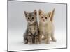 Domestic Cat, Tabby and Cream Kittens-Jane Burton-Mounted Photographic Print