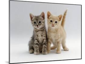 Domestic Cat, Tabby and Cream Kittens-Jane Burton-Mounted Photographic Print