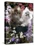 Domestic Cat, Tabby and Siver Chinchilla Persian Kittens, by Watering Can Among Bellflowers-Jane Burton-Stretched Canvas