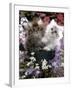 Domestic Cat, Tabby and Siver Chinchilla Persian Kittens, by Watering Can Among Bellflowers-Jane Burton-Framed Photographic Print