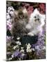 Domestic Cat, Tabby and Siver Chinchilla Persian Kittens, by Watering Can Among Bellflowers-Jane Burton-Mounted Photographic Print