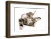 Domestic Cat, tabby and white, adult female, rolling on back-Chris Brignell-Framed Photographic Print