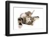 Domestic Cat, tabby and white, adult female, rolling on back-Chris Brignell-Framed Photographic Print