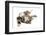 Domestic Cat, tabby and white, adult female, rolling on back-Chris Brignell-Framed Photographic Print