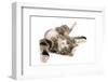 Domestic Cat, tabby and white, adult female, rolling on back-Chris Brignell-Framed Photographic Print