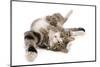 Domestic Cat, tabby and white, adult female, rolling on back-Chris Brignell-Mounted Photographic Print