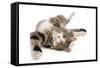Domestic Cat, tabby and white, adult female, rolling on back-Chris Brignell-Framed Stretched Canvas