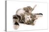 Domestic Cat, tabby and white, adult female, rolling on back-Chris Brignell-Stretched Canvas